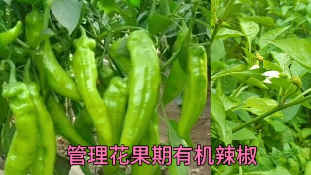 辣椒何时打顶好?给它剪一刀,撒点东西,辣椒没病虫产量高