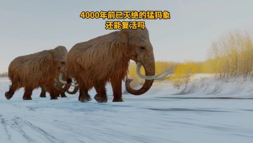 4000年前已经灭绝的猛犸象未来能够复活吗？看看专家是怎么说的！