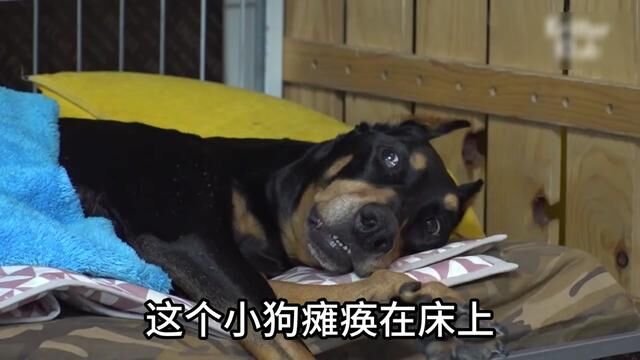 狗狗#萌宠