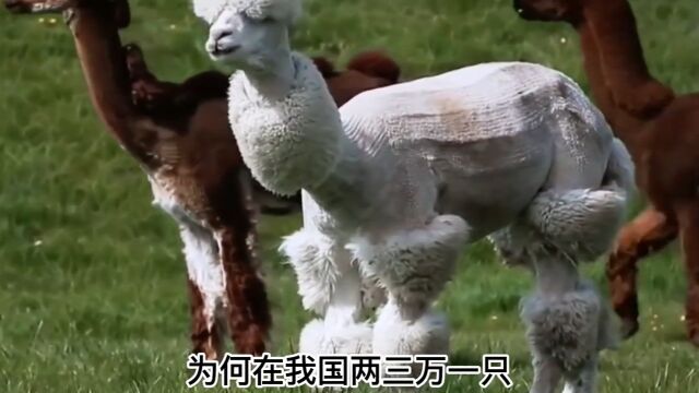 在国外当肉吃的羊驼,为何在我国两三万一只,还被当成宠物养? 1