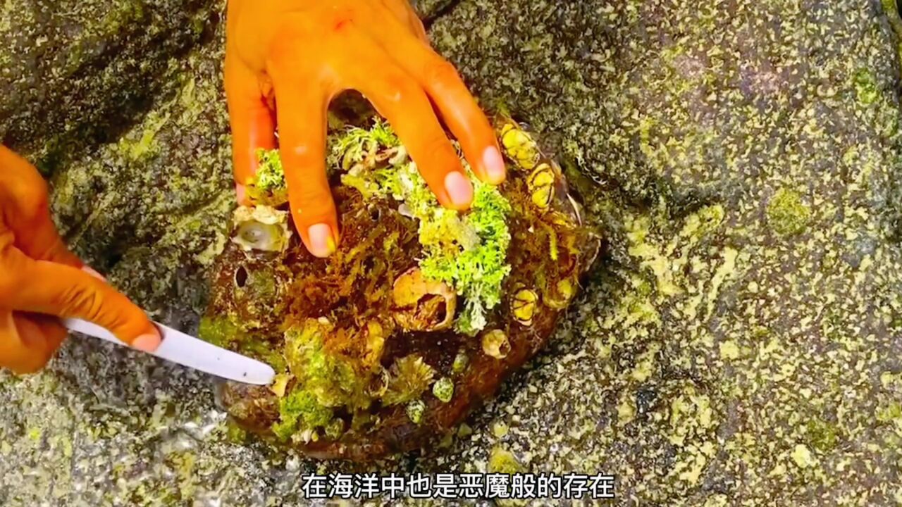 海龟遭藤壶缠身，小哥清理藤壶过程既解压又舒服_高清1080P在线观看平台_腾讯视频
