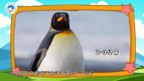 第03集：企鹅宝宝，爱吃鱼