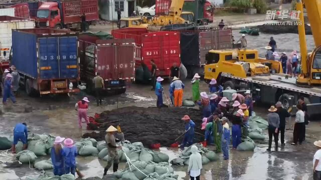 浙江温州:“头水”紫菜迎秋收 品尝嫩味正当时