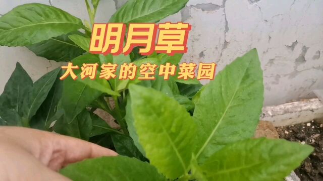 一分钟了解明月草,它的作用与功效,原来明月草有这么多好处!