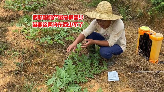 西瓜想要产量高病害少,苗期这两样东西少不了,我也才知道