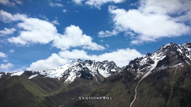 5月20日挖草人抢鲜 鲜草上市