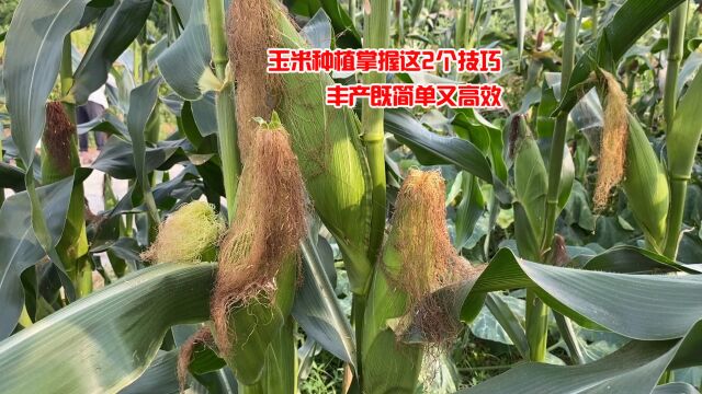 玉米种植需要掌握的2个技巧,只要这样做好,丰产简单又高效