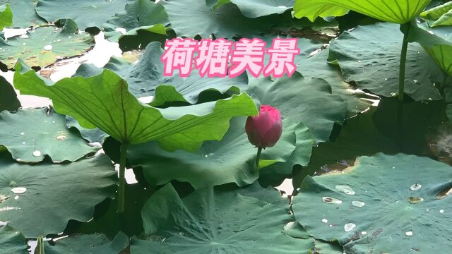 夏日荷花别样红,娇艳欲滴.