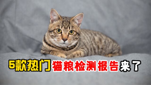 5款热门猫粮检测报告来了!