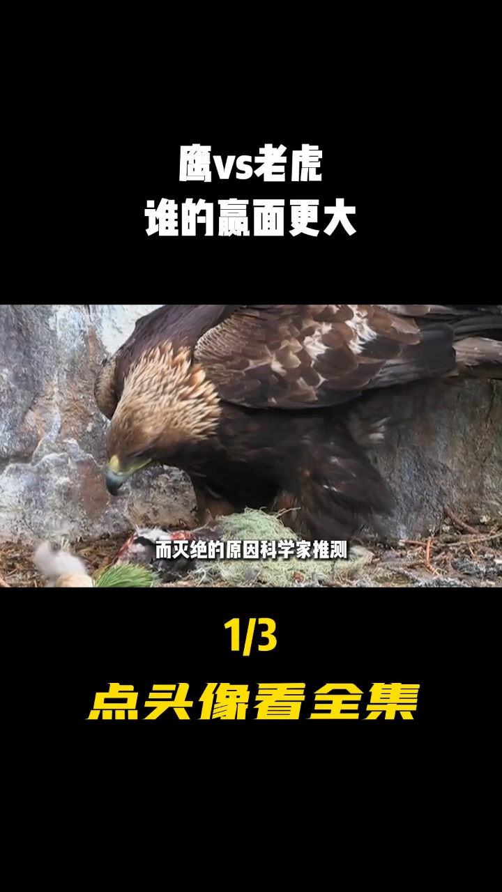 科普安第斯神鹰阿根廷巨鹰 1