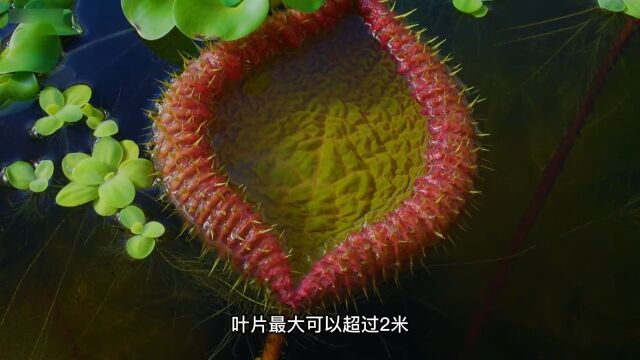 植物 自然风景 神奇大自然 绿色星球 1