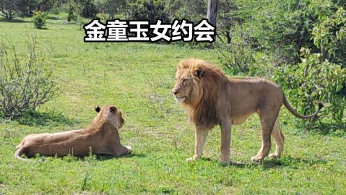 雄狮翻越千山万水，与心爱的母狮约会，堪称一对金童玉女