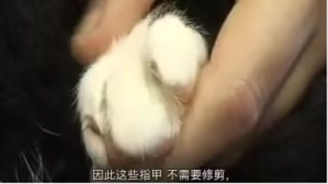 猫咪剪指甲