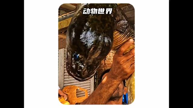 黄鳝#极度舒适