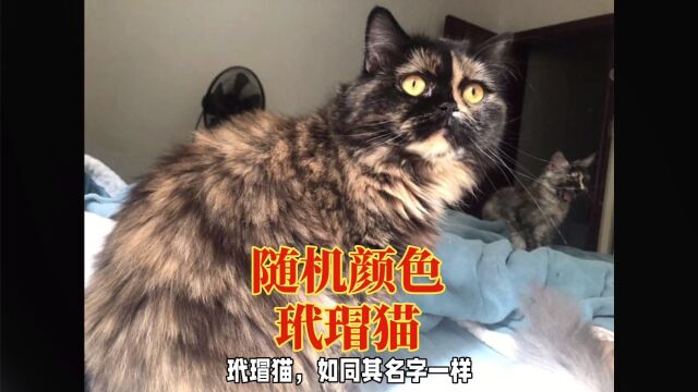 玳瑁猫:独特的毛色与活泼聪明的特点