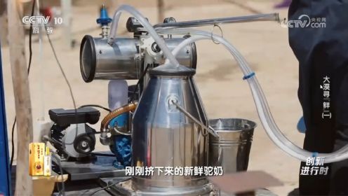 央视报道，中国骆驼第一人“骆驼疯子”陈钢粮研究骆驼奶冷藏技术过程
