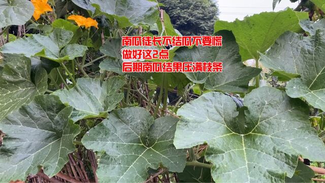 南瓜徒长苗子不结瓜不要慌,做好这2点,后期南瓜结果压满枝条