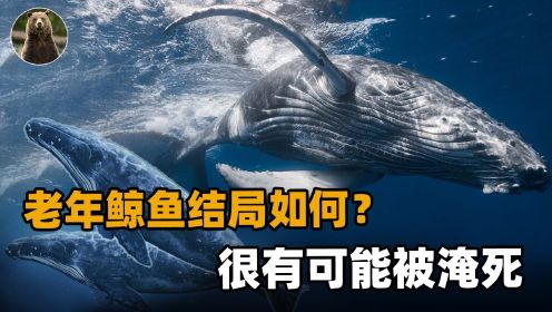 鲸落有多浪漫，鲸鱼的死亡就有多残忍！鲸鱼竟然不会正常死亡？
