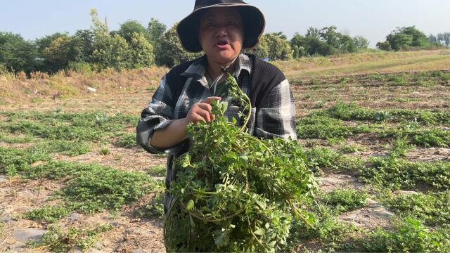 田间不起眼的野菜,高价值还能帮助调理体能,知道的人很幸运