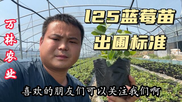 l25蓝莓苗品种出圃标准、高度20以上、根系饱满分枝量充足