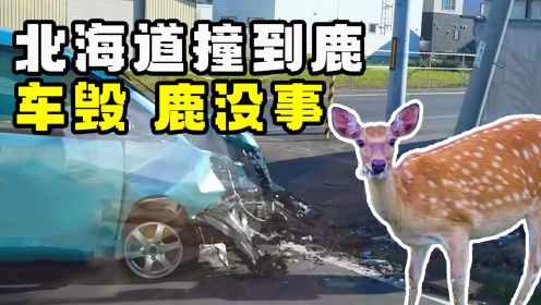 在北海道开车如果撞到鹿，车会坏，但鹿却没事？！