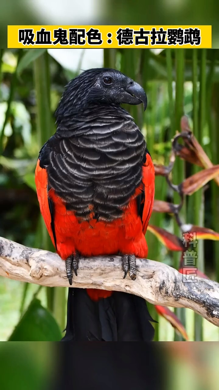 德古拉鹦鹉羽毛红黑相间,雄鸟眼后更有一抹似血污的短羽.
