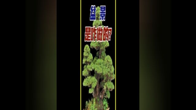 盆景是怎么制作的?艺术制作