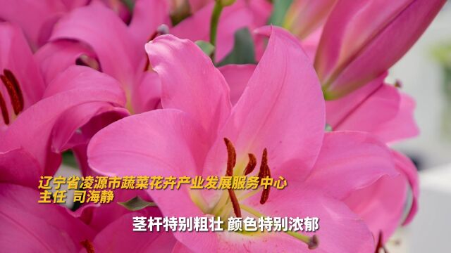 “县”在就来: 花开凌源