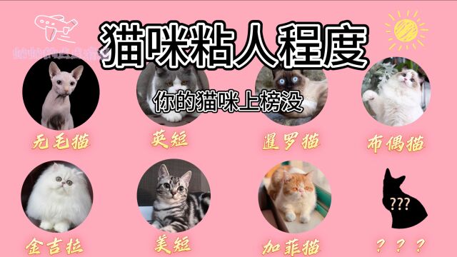 哪种猫咪最粘人,你猜到了吗?