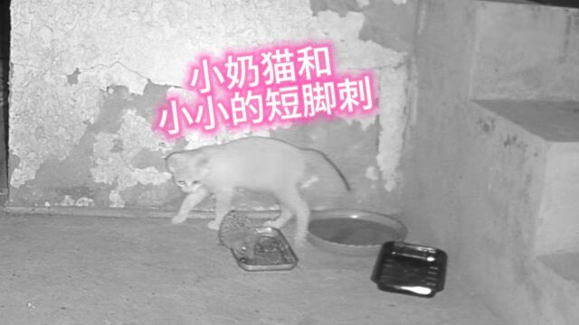 23.6.24 小奶猫和小小短脚刺