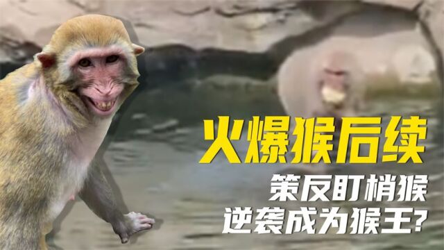 南京火爆猴子后续  策反盯梢猴逆袭成猴王 网友:快换动物园!