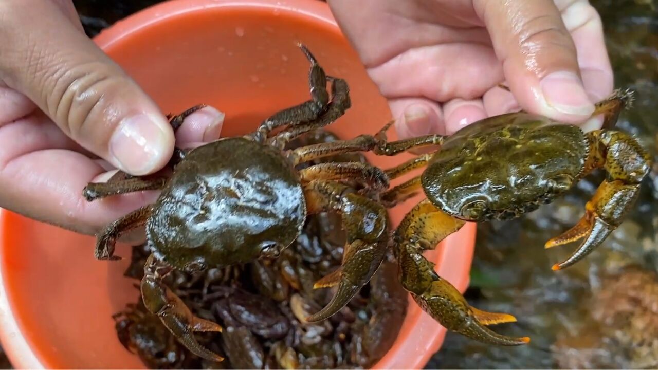 福建老板出高价收购这种山螃蟹,90元一斤,村民日入800元,赚翻了