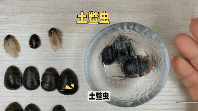 “土鳖虫”日常生活小记