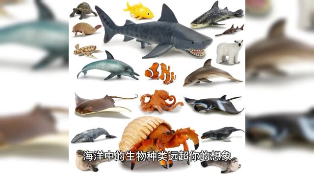 海洋中的生物种类远超你想象