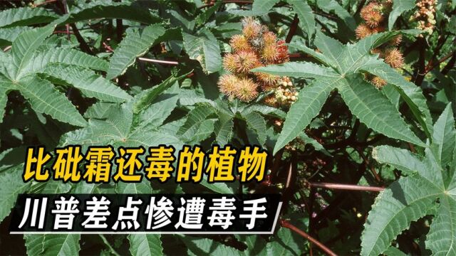 比砒霜还毒的植物,1克就能毒翻500人,油料作物蓖麻到底有多狠?