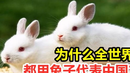为什么全世界，都用兔子代表中国？这意味着实力差吗？
