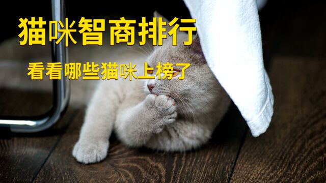 猫咪界的智商排行榜,看看都有哪些猫咪上榜了,你家毛孩子排第几