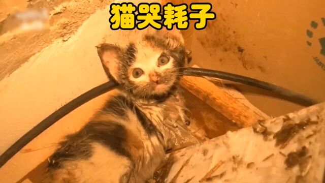 猫哭耗子假慈悲,没想到结果出乎意料之外