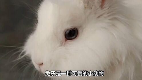兔子的耳朵的特点