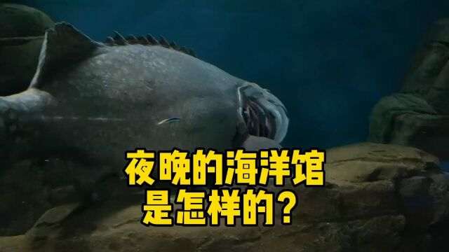 夜晚的海洋馆是怎样的?