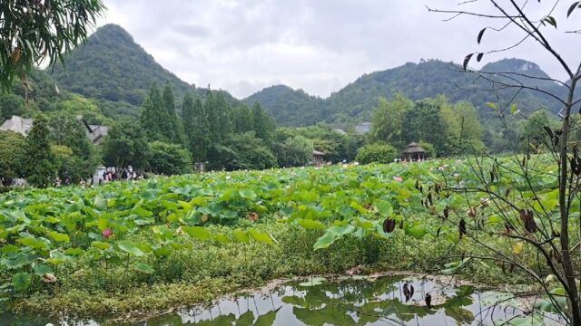 花溪十里河滩的荷花开了,可以去赏花了