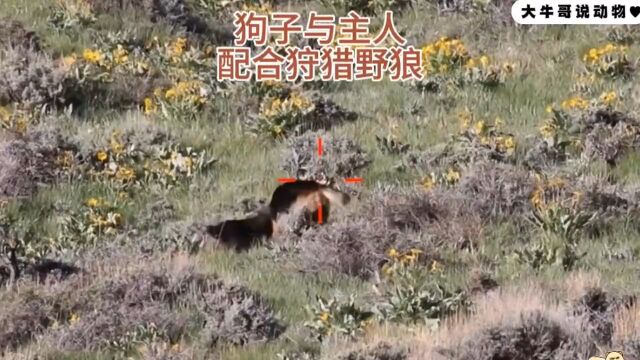 狗子不断勾引野狼,配合主人将野狼拿下!国外合法狩猎捕猎现场野狼狗狗