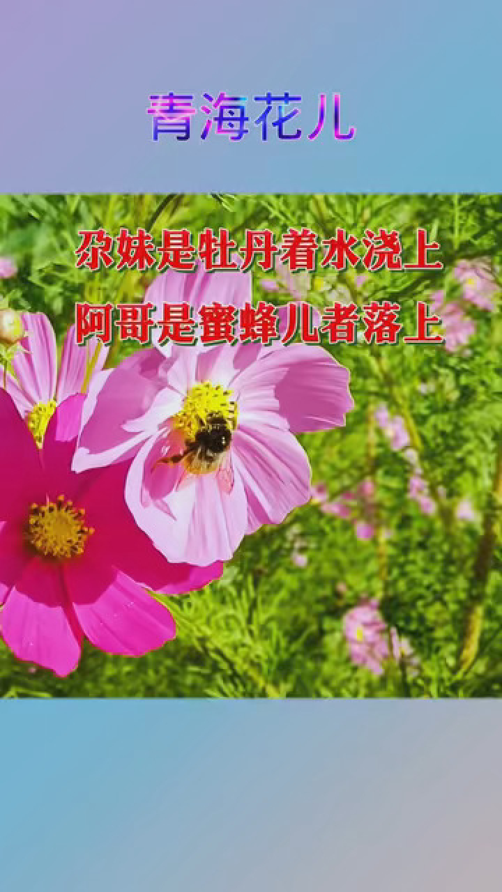 四季花小调青海花儿图片