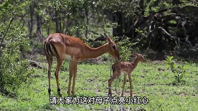 小羚羊刚出生被遗弃,挣扎着要找妈妈,最后发生了奇迹神奇动物在万物皆有灵性羚羊