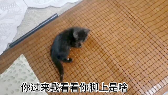 这下你有名字了以后就叫600