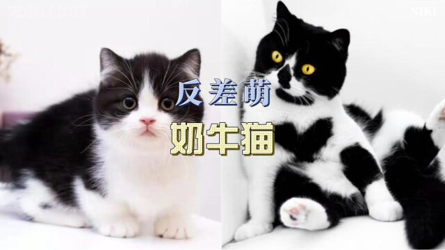 【喵星人】猫中哈士奇,奶牛猫