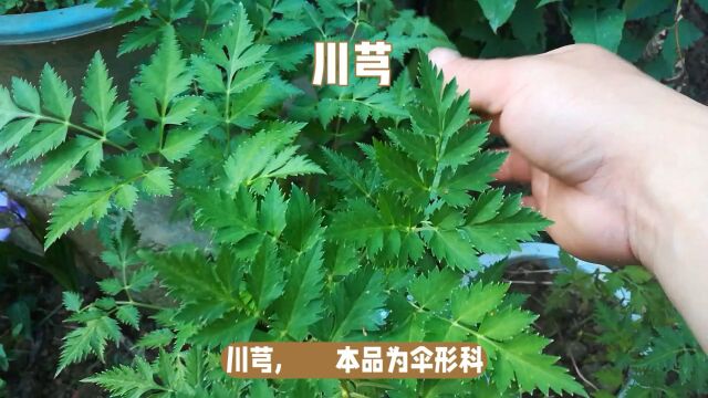 “川穹”日常生活小记