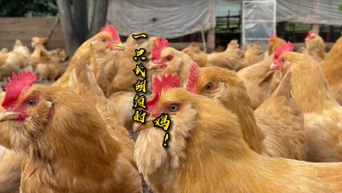 五凤谷古法盐焗鸡到胡须鸡养殖基地现场焗一只吃