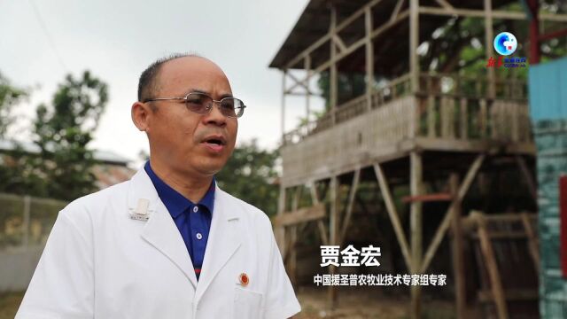 全球连线丨圣多美和普林西比:探访中圣普农业减贫示范村