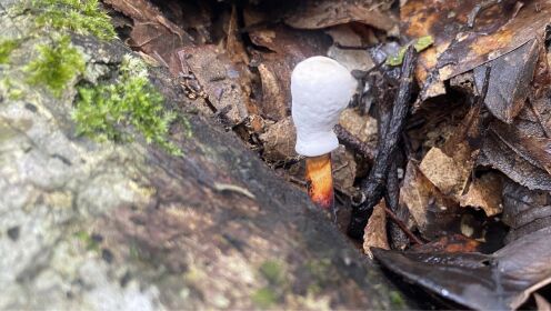 深山捡红蘑菇，发现找了3年都没找到的“白灵芝”，拍给大家看一下